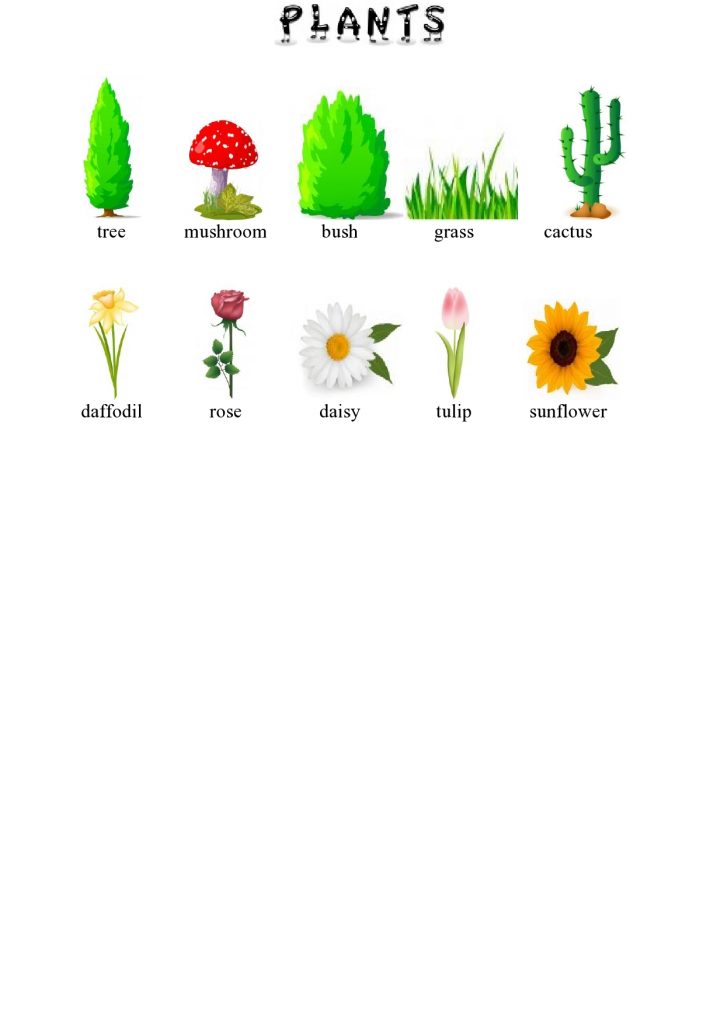Biljke na engleskom